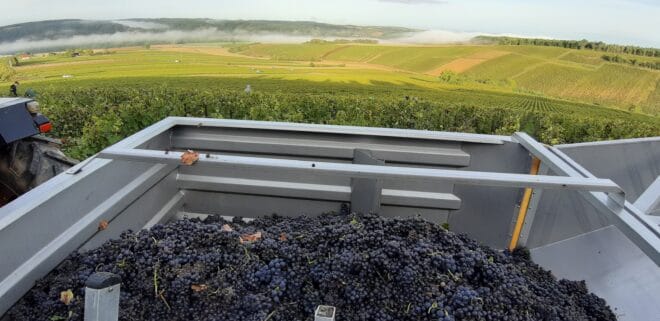 vendanges du domaine GRUHIER, une appellation Chablis et Épineuil Bio